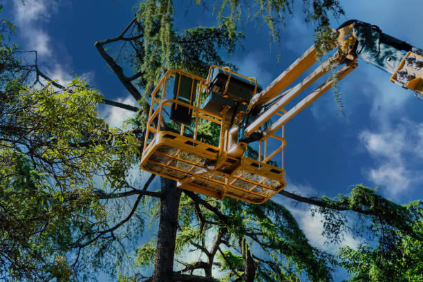 How Our Tree Care Process Works  in Garrett, WA